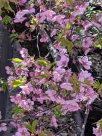 Blooming season in Shinjuku Central Park