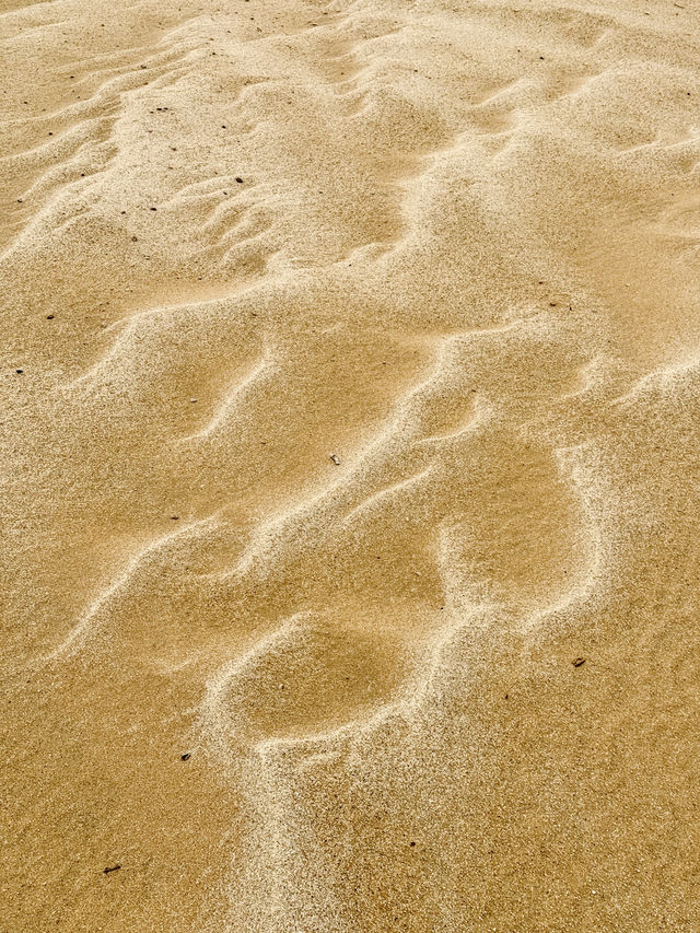 The Secret Life in the Desert — Living Desert Tour in Namibia 🏜️