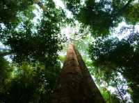 Meeting with Orang utang in Bukit Lawang