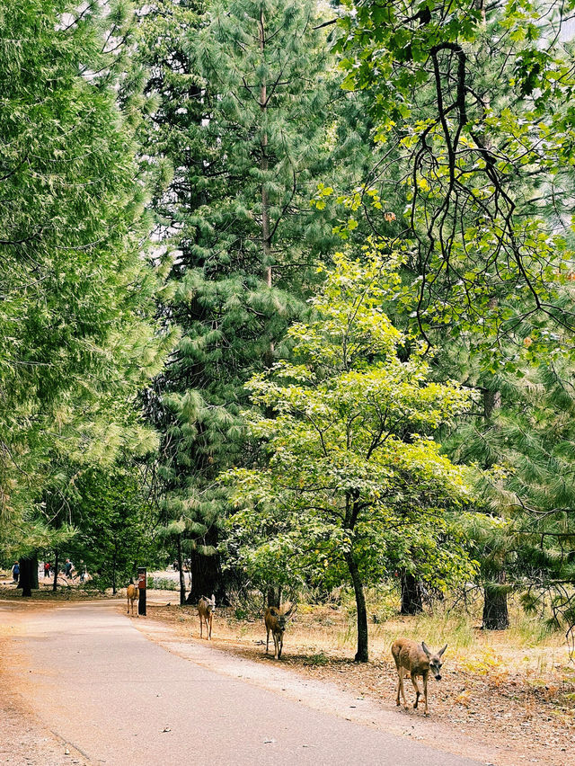 🏕️ Where to Stay in Yosemite National Park 🏨🌄