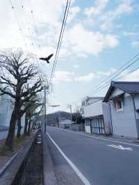 大阪直飛東北：船岡城址公園之花之丘 