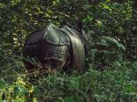 Into the Wild: Exploring Chitwan National Park, Nepal 