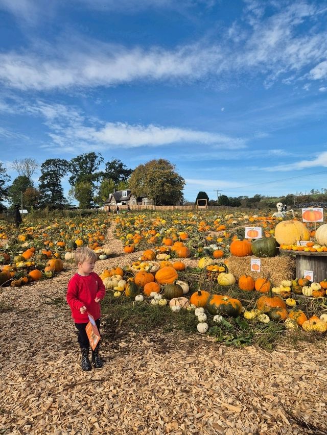 Pumpkin picking at Clackmae Farm Pumpkin picking at Clackmae Farm