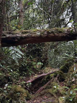 안개 낀 산의 마법