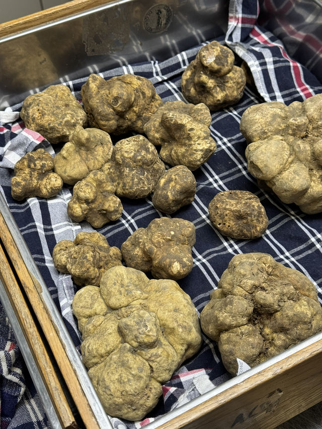 Magical morning in Alba hunting truffle