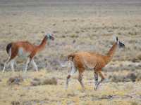 Colca Canyon and the road from Arequipa are a highlight of Andean landscape🏔️and wildlife🦙