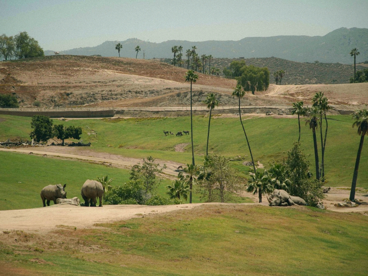 San Diego Zoo: One of the Best Zoos in the World