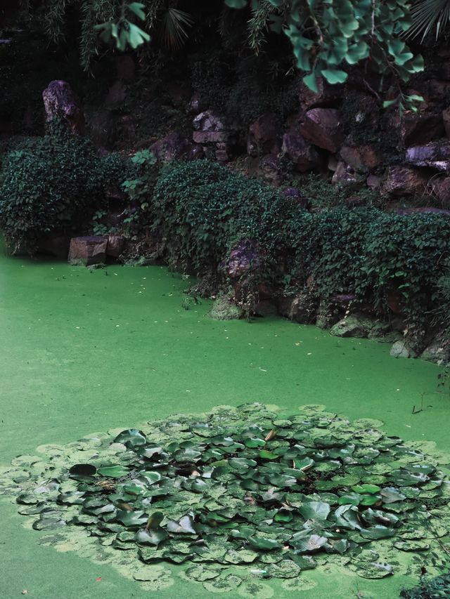 Green Ponds and Lily Pads in Wuxi🍃🌳🛶