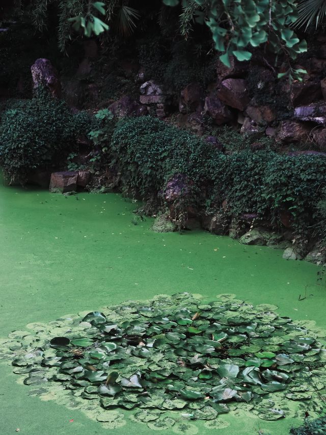 Green Ponds and Lily Pads in Wuxi🍃🌳🛶