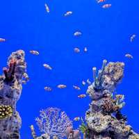 Aquarium adventure 
