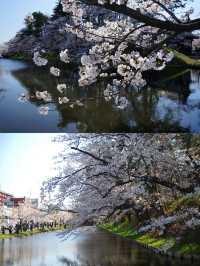 Spring is here, go to Japan and attend a cherry blossom festival!