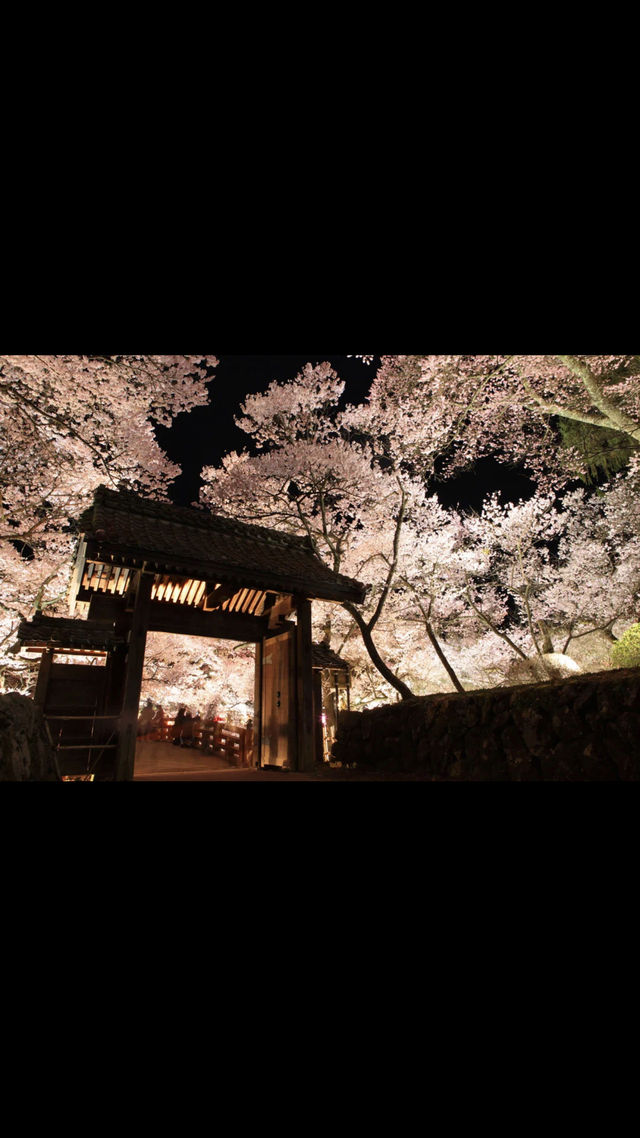 Recommend two Japanese cherry blossom viewing spots.