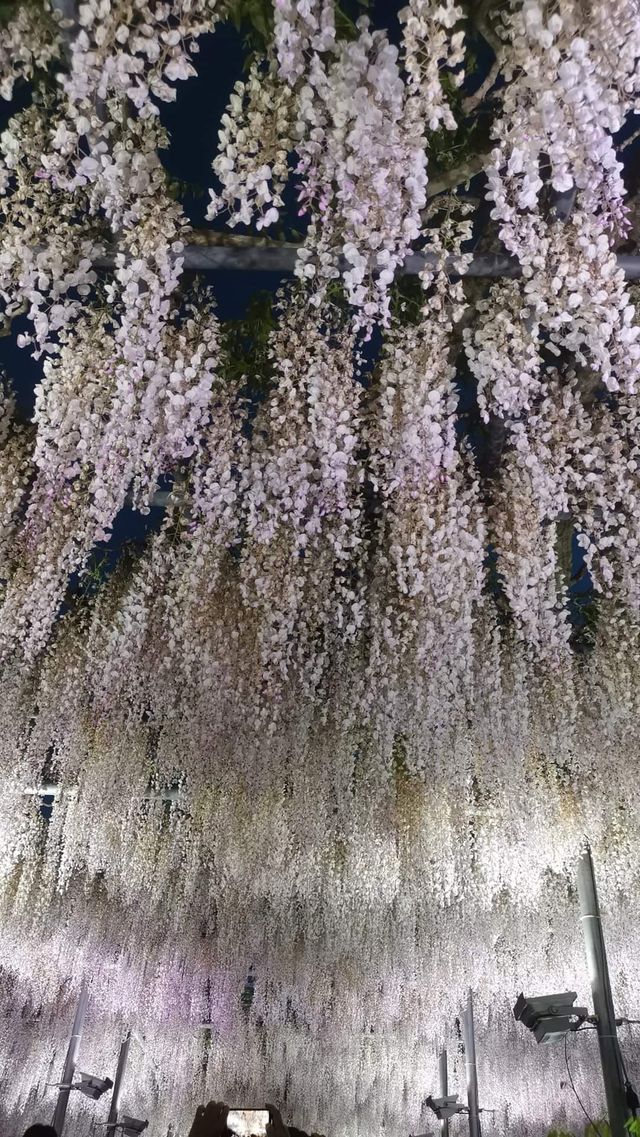 One of Japan's famous flower viewing spots | Ashikaga Flower Park