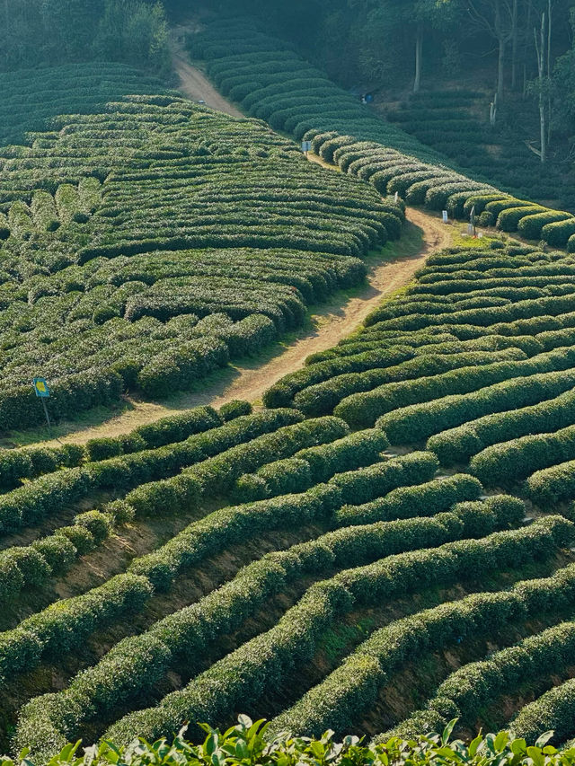 In the West Lake district, there are mountains ⛰️, water 💦, and tea fields 🍃 hidden within.