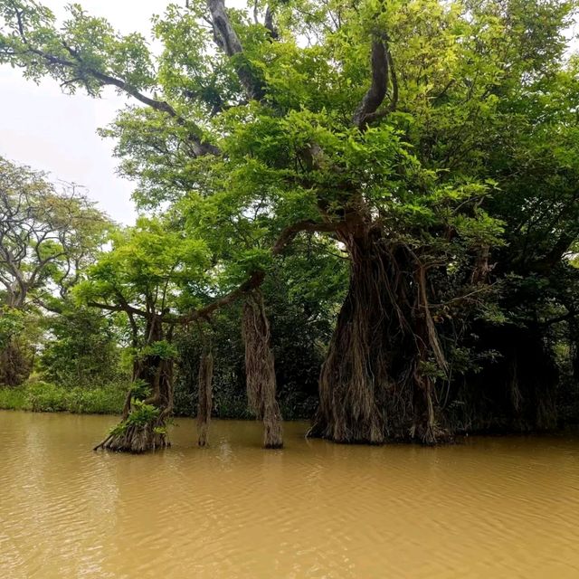 🛶When The Forest Gets Flooded Water 🛶