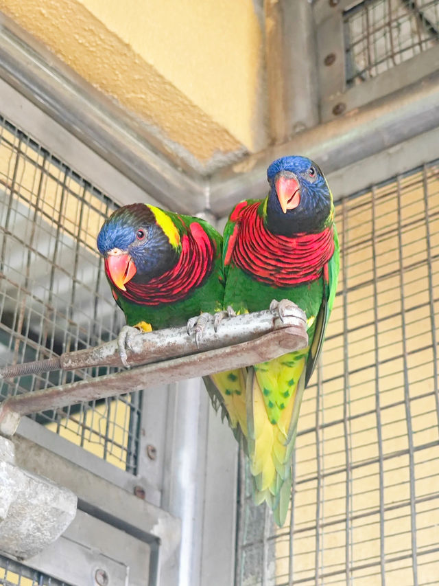 A Feathered Adventure at KL Bird Park 🦚