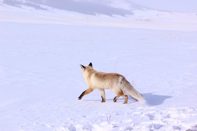 答應我？一定要來新疆看雪！美死了！