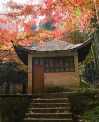 莫干山/莫干山的秋景，江浙滬深秋賞秋天花板！