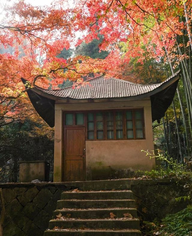 莫干山/莫干山的秋景，江浙滬深秋賞秋天花板！