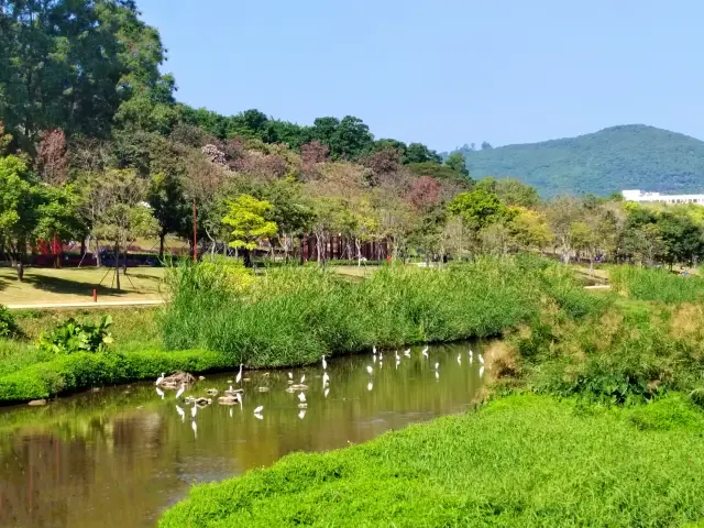 390000㎡の大草原が現れました！深センの「小さな内モンゴル」公園