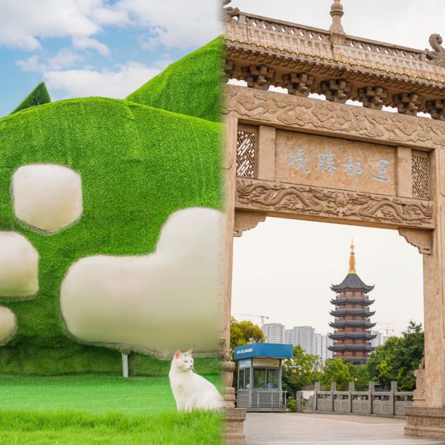 流浪不是小動物的符號，一起去肥貓島吧