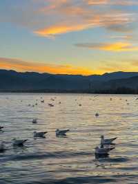 泸沽湖｜又到了晨霧起海鷗飛的季節