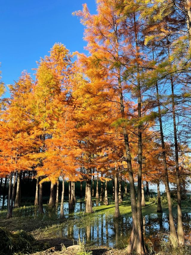 大理小眾觀紅杉景點