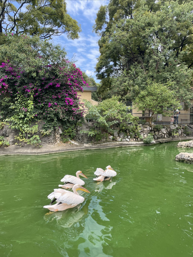 一起跟萌娃玩轉昆明動物園！