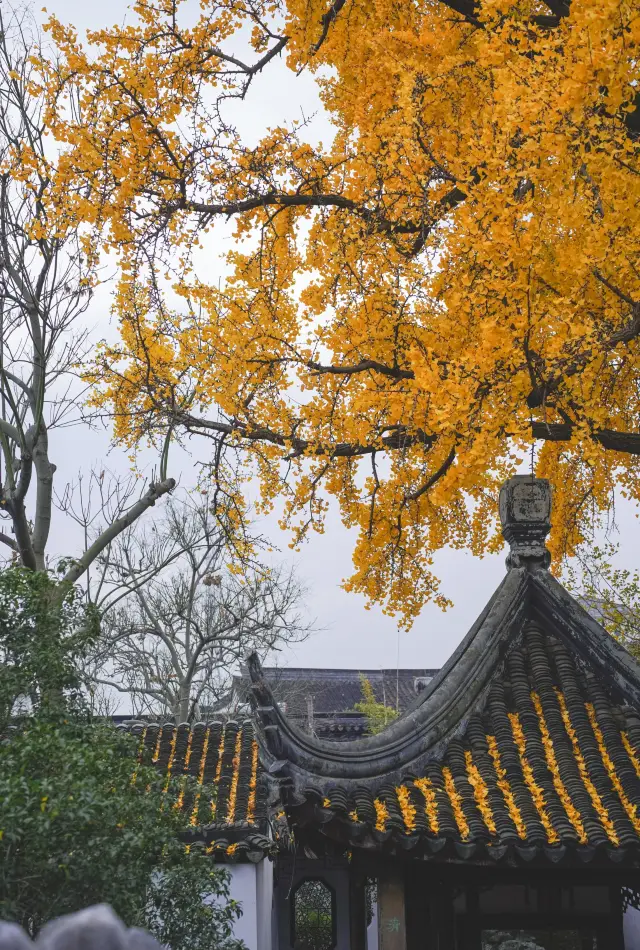 The finale of the autumn in Yi Garden is the ginkgo tree