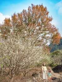 廣州賞梅天花板楓樹下萬畝香雪梅花盛開