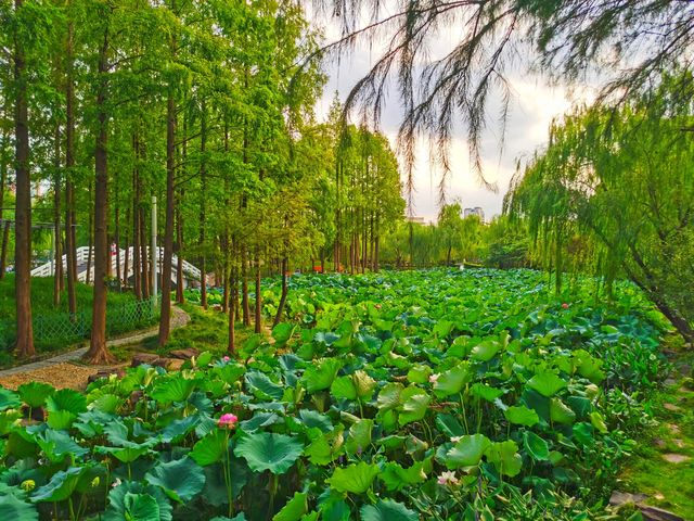 風景如畫喧囂中取靜的公園