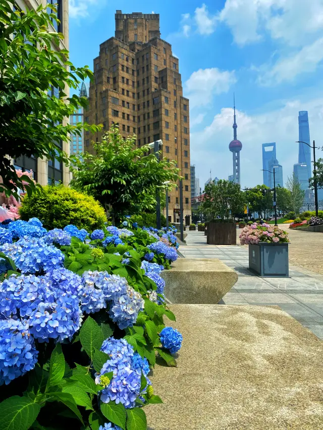 Check-in in Magic City @Summer Story, Hydrangea Blooming