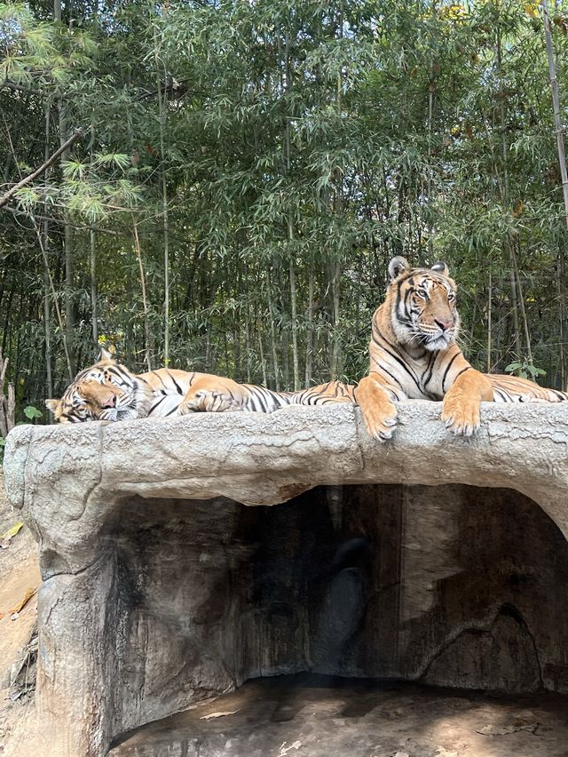 愛寶樂園野生動物園世界