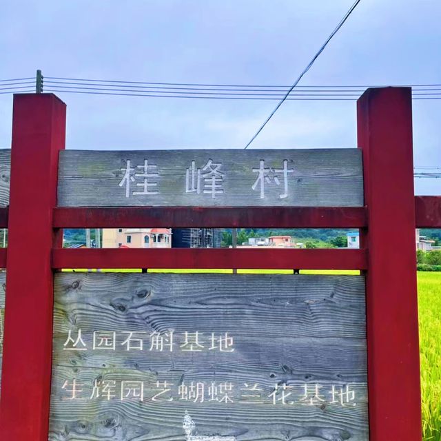桂峰村，萬柿順意～