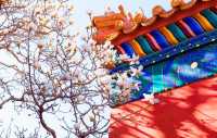 北京賞花地推薦|地壇公園的玉蘭花好美!