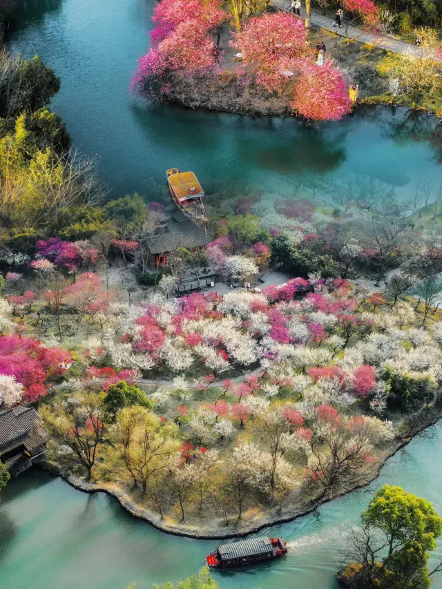 Hangzhou Plum Blossom Viewing Top Flow | It's still Xixi Wetland Zhoujiacun