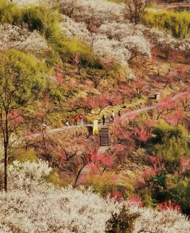 2024 Plum Blossom Latest! Six thousand acres of white plum blossoms will bloom during the Spring Festival!!!
