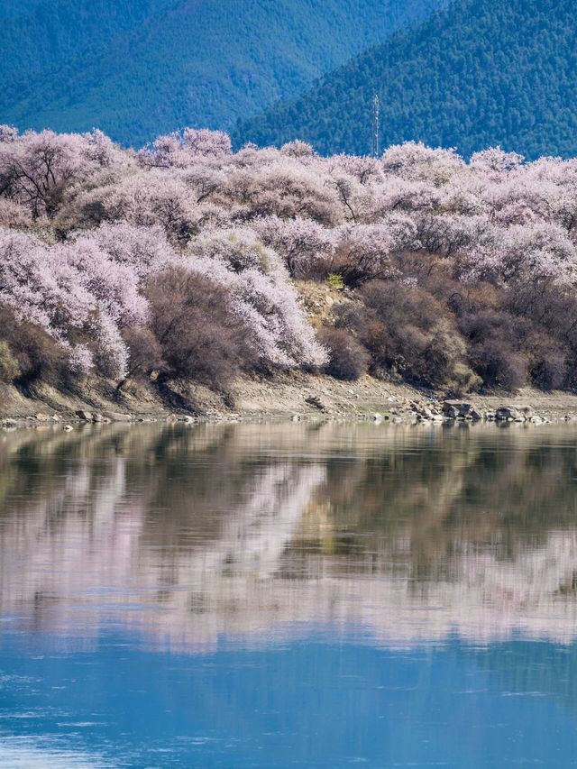 三月的林芝，浪漫至極的桃花仙境