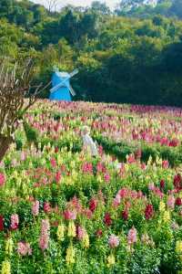 春節小眾賞花佛山免費色彩斑斕花海太美了|||