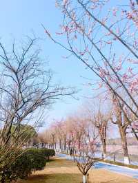 浙江義烏香雪報春園，松梅同框，清新雅致