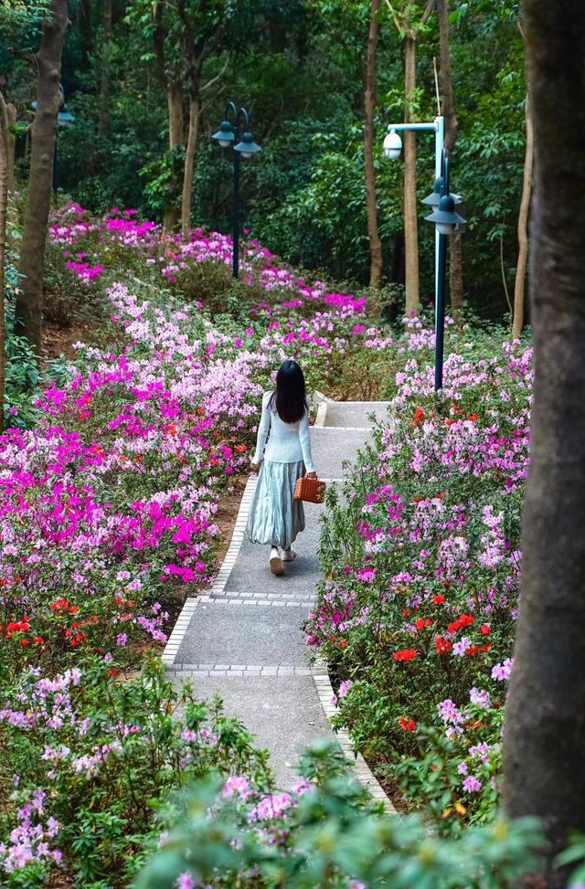 別錯過廣州的春天一路生花小道已花開滿路