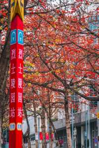 花城春早，最是一抹木棉紅