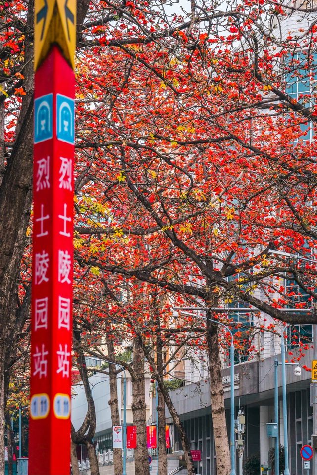 花城春早，最是一抹木棉紅