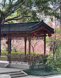 屏山公園賞櫻