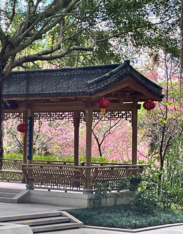 屏山公園賞櫻