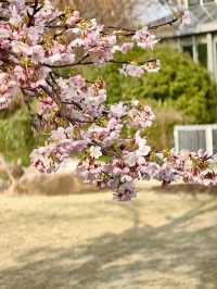 櫻花季（上海植物園）