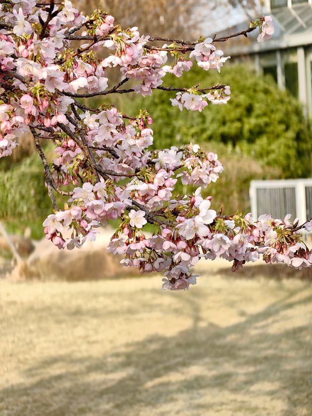 櫻花季（上海植物園）