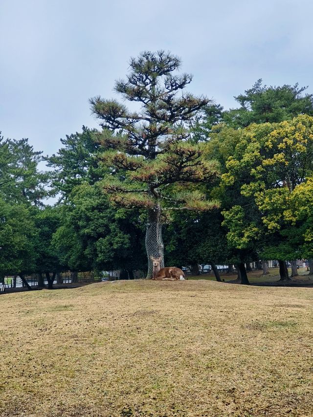 奈良吃喝玩樂耍小鹿看這篇就夠了