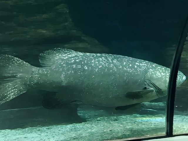 陽光海岸水族館 | 開啟奇妙的海底之旅