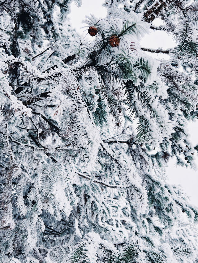 不是北海道去不起，而是重慶仙女山更有性價比